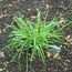 Little Bluestem